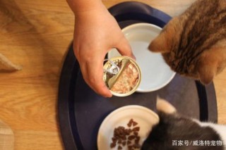 威洛特：未來寵物保健營養是剛需！