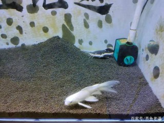 一條龍鳳錦鯉，終於被招財貓給逼迫自殺了