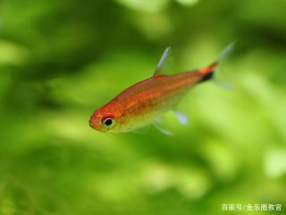自來水不除氯到底能不能養魚？一次說透，飼養觀賞魚新手應知