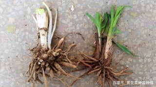 黃花菜的生物學特性