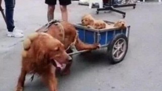 主人心疼金毛帶孩子辛苦，幫它做了個“嬰兒車”，路人豎起大拇指