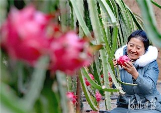 河北博野：推動休閑農業與鄉村旅遊業發展