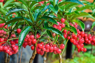 陽台養盆“富貴花”，寓意美好惹人愛，花色潔白長出紅果子，真美
