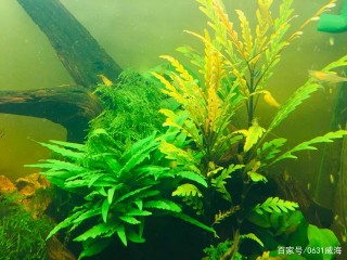 我們的觀賞魚和我們一樣需要（相互陪伴）（它也有溫度，有思想）
