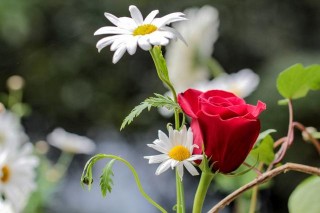 11月底，引發共鳴，修行完滿，4大星座重拾舊愛，一生愛情升華
