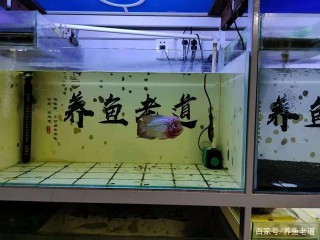 平時養魚時，只要注意三個問題，就可以避免很多麻煩事