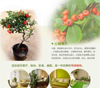 火棘盆栽一種四季常綠，美觀，好寓意的「開運」花卉