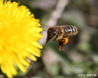 11月下旬，所謂伊人，終將相遇，4星座不負情緣，脫單就在眼前