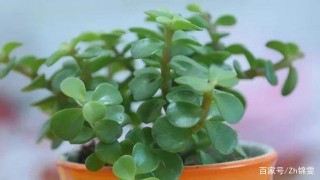 分享盆栽養護小知識，盤點10種好寓意和10種有害的盆栽綠植