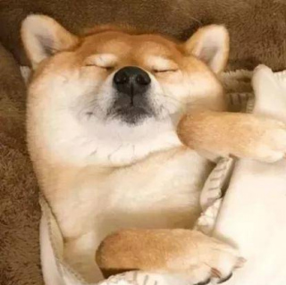 柴犬性格分析，看看你適合養柴犬嗎?