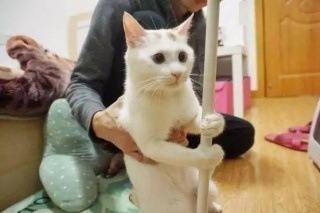 那些不想洗澡的喵星人，柱子似乎是救命稻草