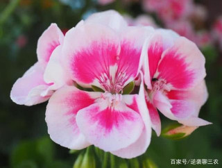從8月開始，時間流逝，財運不斷，喜事連連，生活幸福星座
