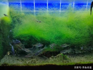 為什麼魚缸養不出綠藻？四個因素決定