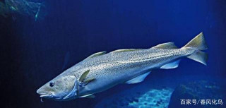 各國“國魚”，英國鱈魚日本錦鯉俄羅斯鱘魚，那是什麼魚？