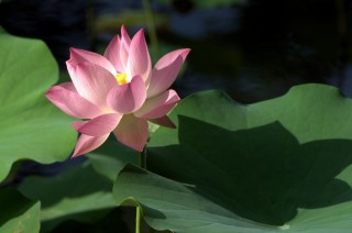 2月初，桃花傳情，愛情不朽，4星座牽手前任，舊情複燃，再續前緣