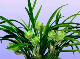 最美蘭花品種大全，看花眼了！_喻友誼