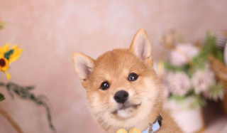 你會買柴犬嗎？你知道柴犬多少錢嗎？