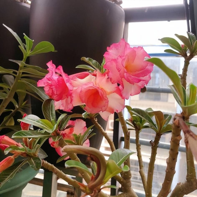 春天沙漠玫瑰有“2怕”，難怪黃葉不開花，你中了幾招？