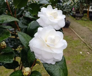 此花是我國傳統名花，不輸牡丹、玫瑰，適合居家養護，還可做盆景