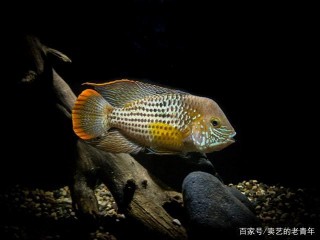 魚缸添新魚時一定要先了解和掌握這十大問題