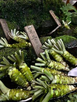 壽司裏的芥末竟是 “替身”？真正的山葵貴到離譜，你吃的是哪種？_Wasabi_真山_綠色