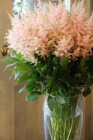 庭院適合種植落新婦，它能將院子圍成小花園