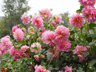 4種花養起來真“過癮”，養一次年年有花賞，花期超長美極了