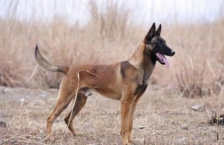 最火的德牧、馬犬、拉布拉多、史賓格，搜救犬中的「四大神獸」