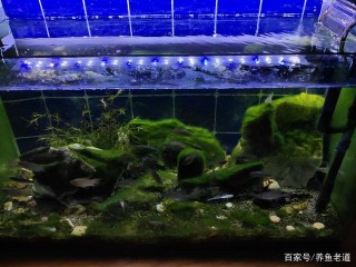 家中飼養的觀賞魚再多，也要做好下述幾件事，保證觀賞魚越養越好