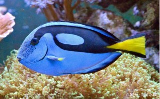想養好看的觀賞魚，不知道養什麼？看這來！