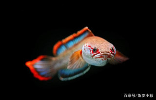 雷龍魚，一種新的觀賞魚
