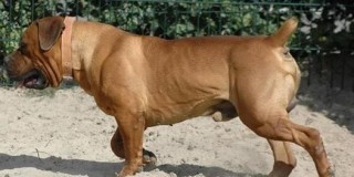 非洲大陸犬中的戰鬥機，兇猛烈性的南非獒犬
