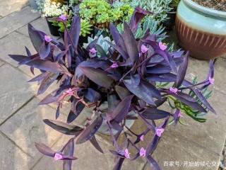 常為室內觀葉盆栽培的紫竹梅，給點散射光就能開粉紫色的小花