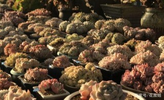 家庭養花：盆栽多肉植物，不知道該怎麼管理？怕做錯？