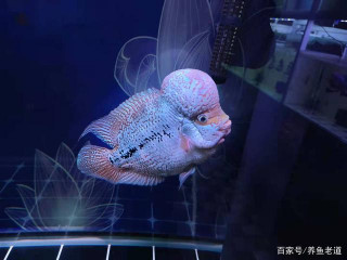 為什麼有些魚缸大換水，換掉百分之九十，觀賞魚也沒有問題？