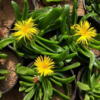 5種冷門的“醜花”，每一種都頗有格調，你見過幾種？