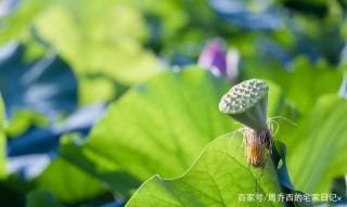 八月下旬，紅鸞星動，將與真愛的四個星座相遇，祝賀 你