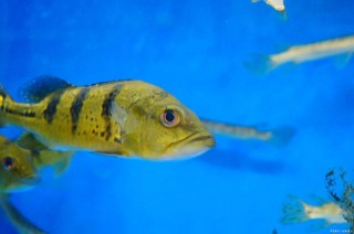 別輕易的觸碰養魚禁忌，後果可能會讓你整缸魚團滅