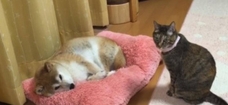 貓咪想要柴犬的窩，眼神較量後，柴犬慫了：大哥，我給你