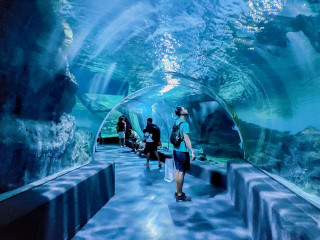 夏季避暑勝地，曼谷暹羅海洋世界，一個娛樂教育並存的水族館
