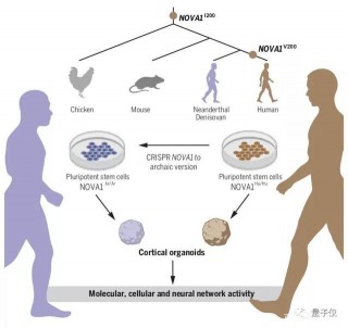 Science：人類在實驗室創建了微型“大腦”，含祖先基因的那種