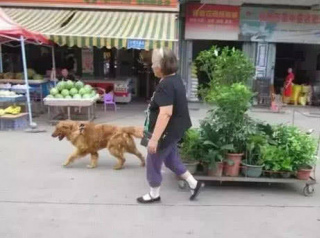 奶奶為了賺取生活費，每天拉著盆栽去賣，金毛見後的做法感動人