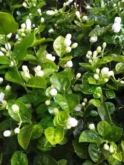 想要茉莉花開花又多又香？及時滿足3個條件，葉片油綠開花滿枝頭
