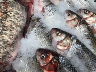 這類觀賞魚一般少介紹，可它卻是養魚新手的福音，好