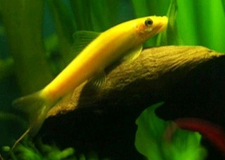 草缸裏六大容易出事的魚種