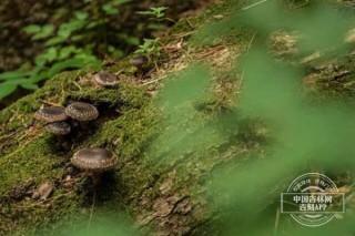 新型特色旅遊業態下的林區發展之路