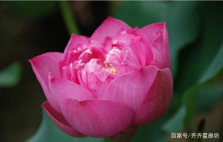 6月運勢上升，事業平步青雲日紅星座。