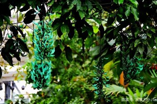 這“三種花”適合小盆養，“少水多日曬”，長勢喜人，養成小老樁