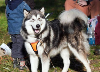 阿拉斯加雪橇犬幼犬的管理方式
