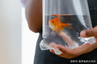 觀賞魚病了，停食用藥隔離都不管用，到底怎麼回事？
